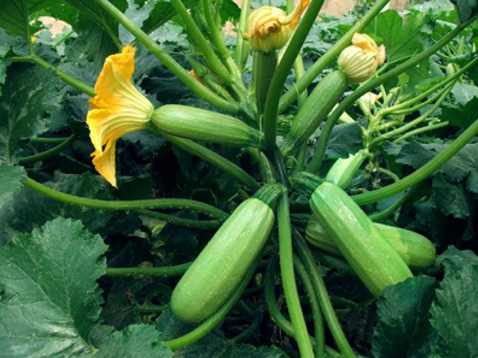 summer squash
